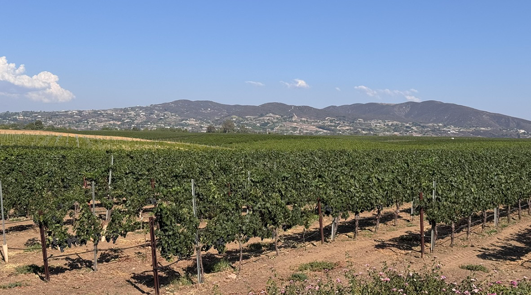 wine_vines